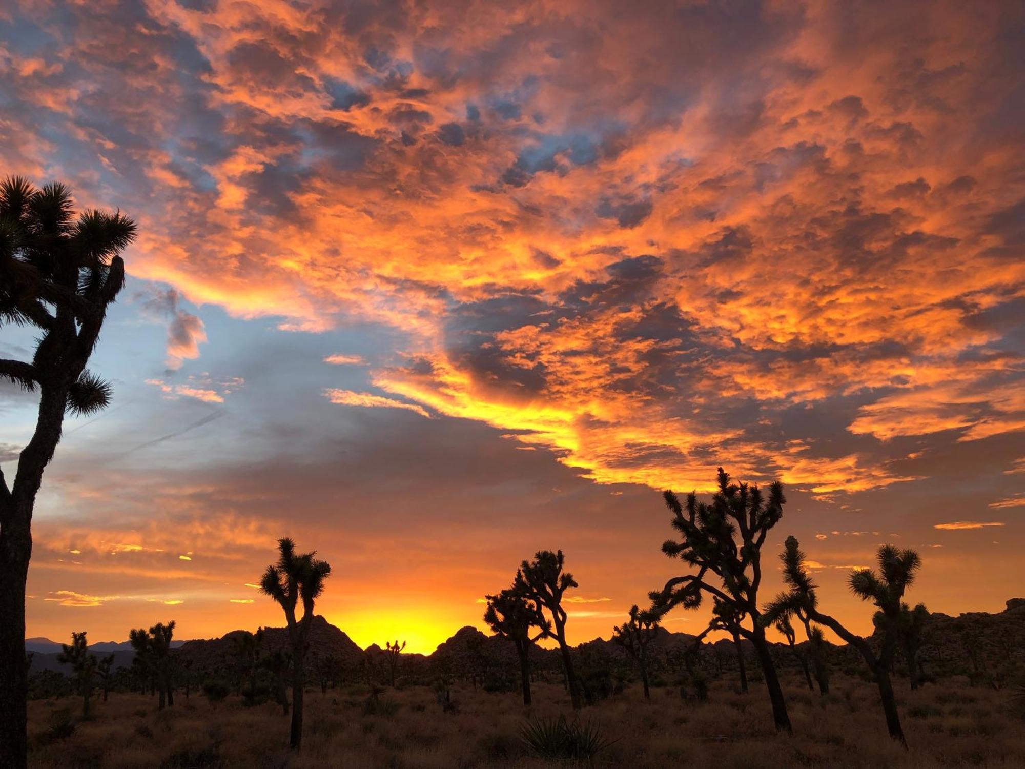 Cozy Desert Retreat With Amazing Views Only 4 Miles To Jtnp جوشوا تري المظهر الخارجي الصورة