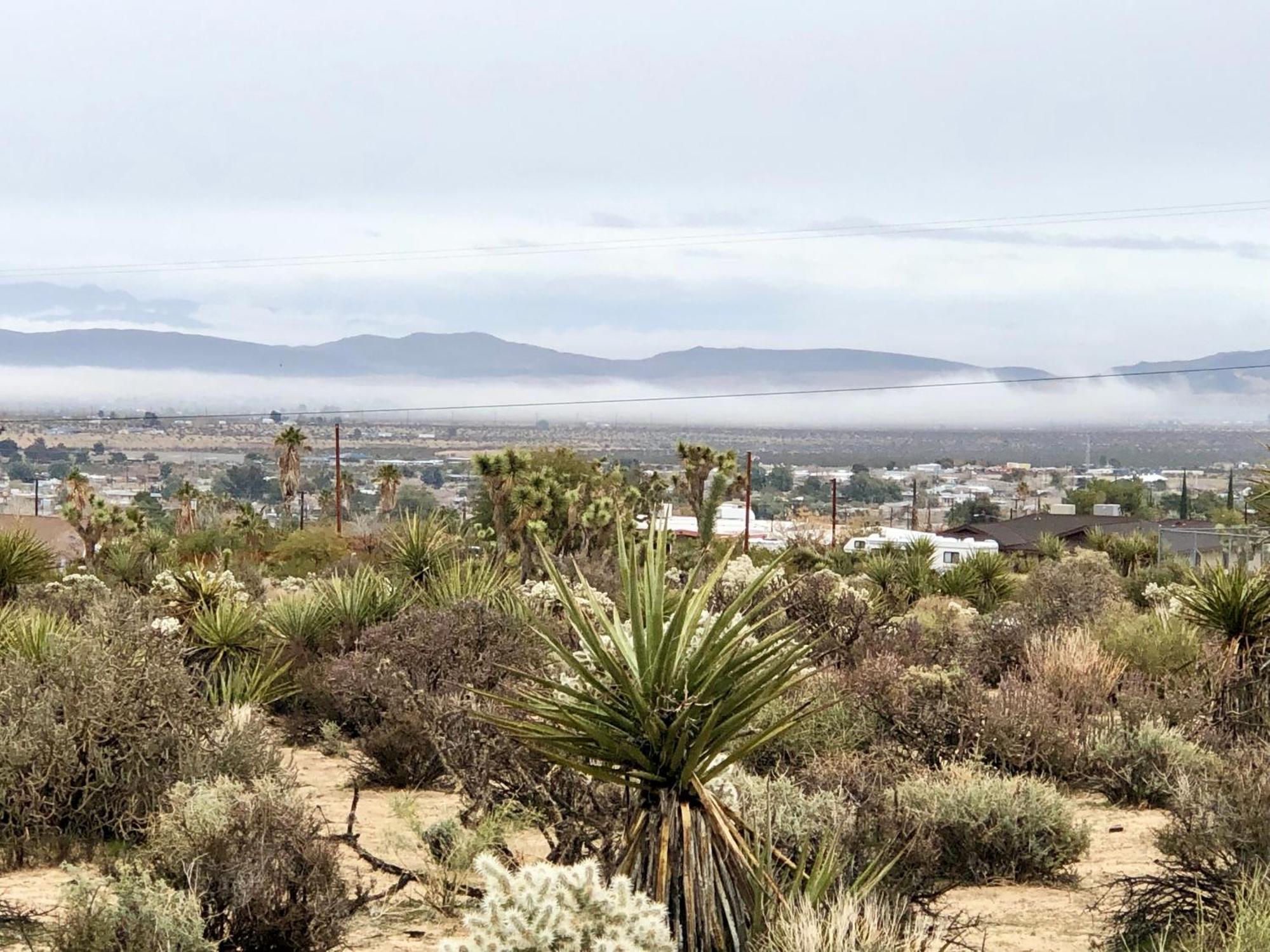 Cozy Desert Retreat With Amazing Views Only 4 Miles To Jtnp جوشوا تري المظهر الخارجي الصورة