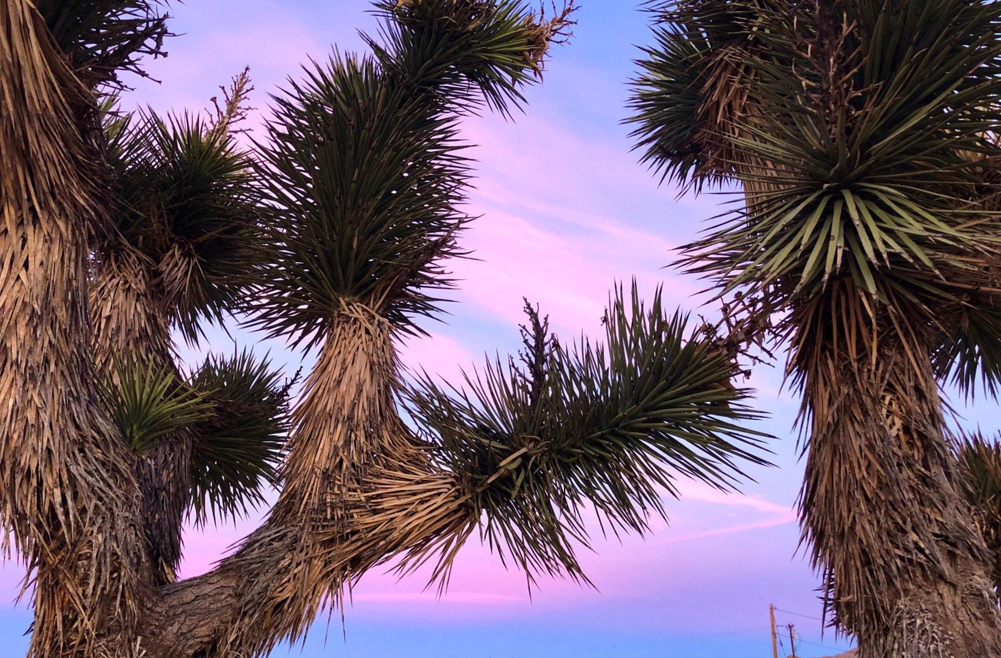 Cozy Desert Retreat With Amazing Views Only 4 Miles To Jtnp جوشوا تري المظهر الخارجي الصورة